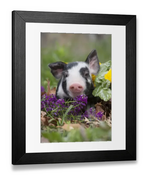 Framed Print : Purebred Berkshire piglet in spring grass, dandelions and garden flowers, Smithfield Framed Print : Purebred Berkshire piglet in spring grass, dandelions and garden flowers, Smithfield