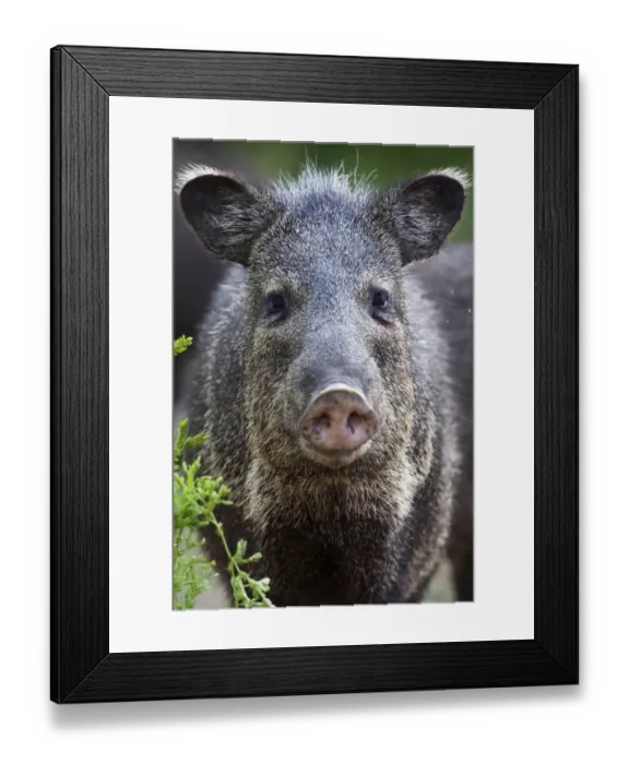 Framed Print : Collared peccary (Pecari tajacu) Laredo Borderlands, Texas, USA. April Framed Print : Collared peccary (Pecari tajacu) Laredo Borderlands, Texas, USA. April