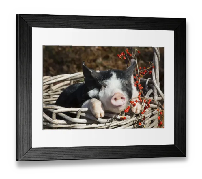 Framed Print : Purebred Berkshire piglet in autumn, Smithfield, Rhode Island, USA