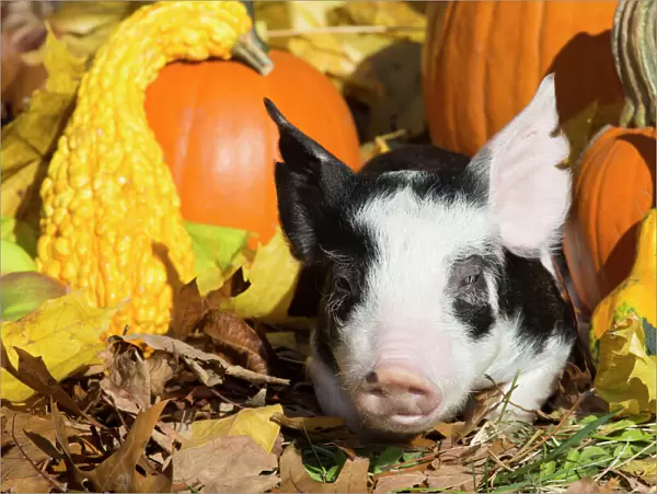 Purebred Berkshire piglet in autumn, Smithfield, Rhode Island, USA