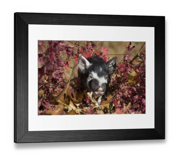 Framed Print : Purebred Berkshire piglet in oak leaves, Smithfield, Rhode Island, USA Framed Print : Purebred Berkshire piglet in oak leaves, Smithfield, Rhode Island, USA