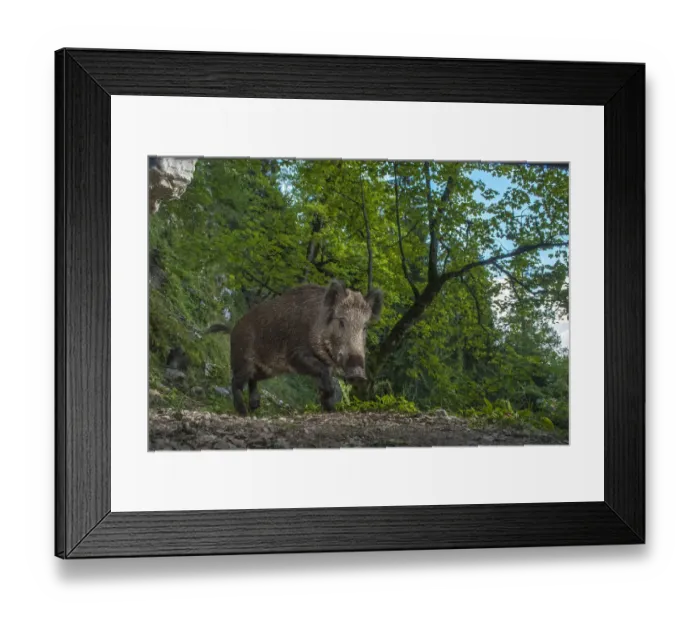 Framed Print : Wild boar (Sus scrofa) camera trap image in the Jura mountains, Switzerland, September Framed Print : Wild boar (Sus scrofa) camera trap image in the Jura mountains, Switzerland, September