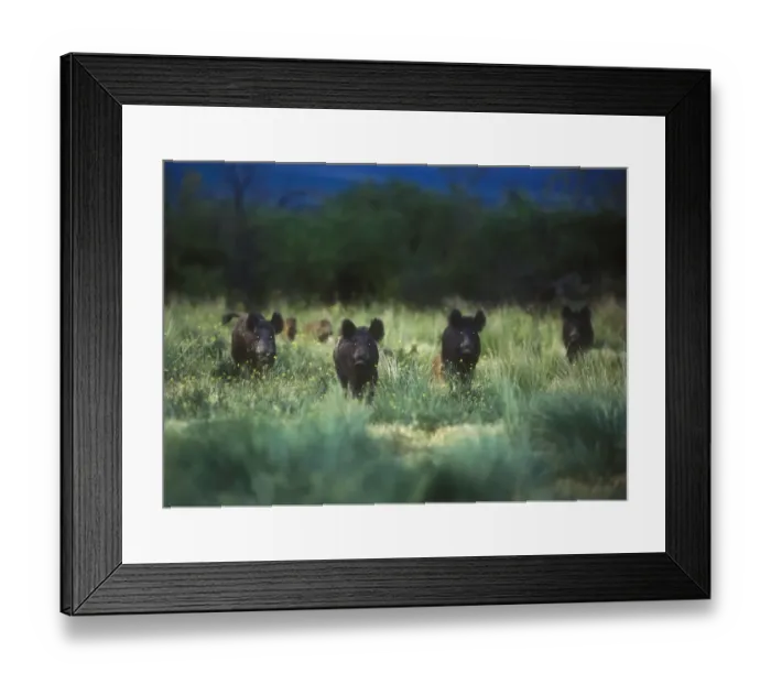 Framed Print : Wild boar (Sus scrofa) eyes glowing at dusk, introduced species in La Pampa, Argentina Framed Print : Wild boar (Sus scrofa) eyes glowing at dusk, introduced species in La Pampa, Argentina