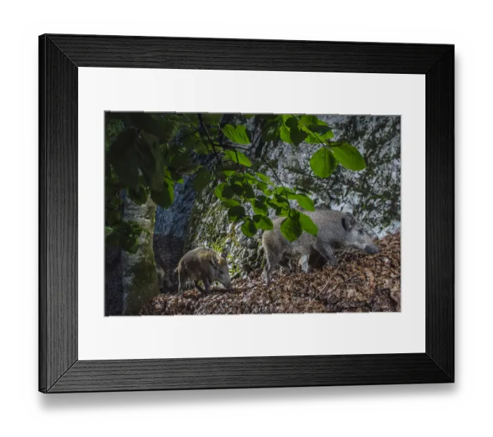 Framed Print : Wild boar (Sus scrofa) mother and piglets, camera trap image trap, Jura Mountains Framed Print : Wild boar (Sus scrofa) mother and piglets, camera trap image trap, Jura Mountains