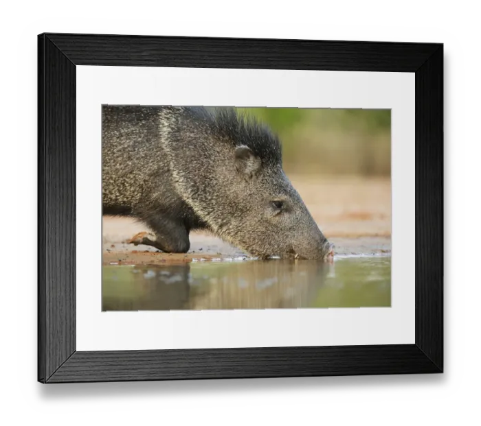Framed Print : Collared peccary (Tayassu tajacu), adult drinking, South Texas, USA. May Framed Print : Collared peccary (Tayassu tajacu), adult drinking, South Texas, USA. May