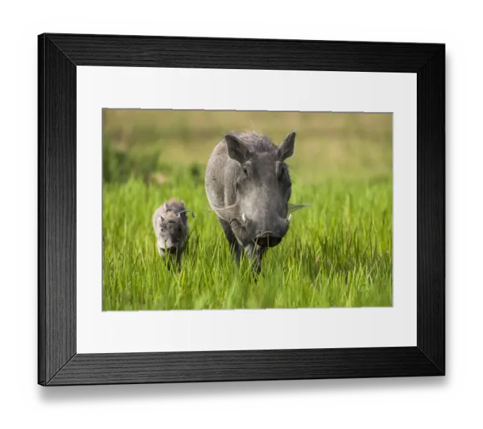 Framed Print : Warthog (Phacochoerus aethiopicus) female with piglets, Okavango Delta, Botswana Framed Print : Warthog (Phacochoerus aethiopicus) female with piglets, Okavango Delta, Botswana