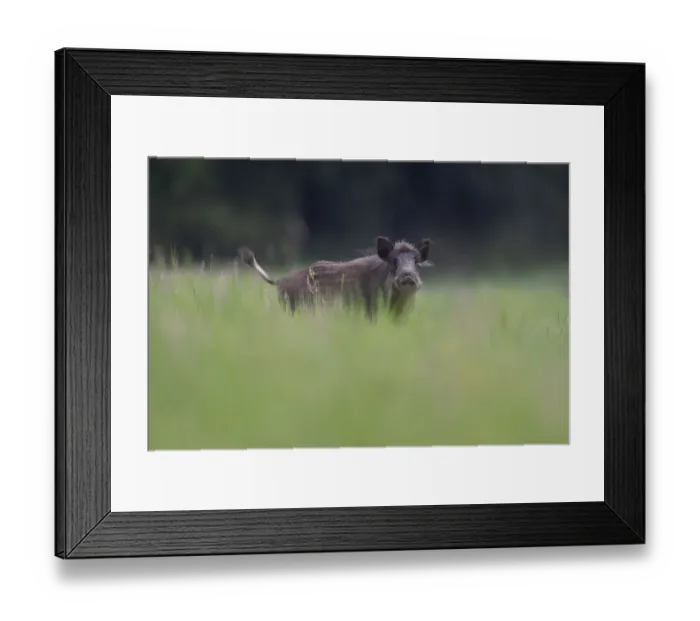 Framed Print : Wild boar (Sus scrofa) Vosges, France, July Framed Print : Wild boar (Sus scrofa) Vosges, France, July