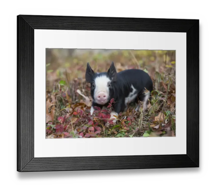 Framed Print : Purebred Berkshire piglet amongst autumn foliage, Smithfield, Rhode Island, USA Framed Print : Purebred Berkshire piglet amongst autumn foliage, Smithfield, Rhode Island, USA