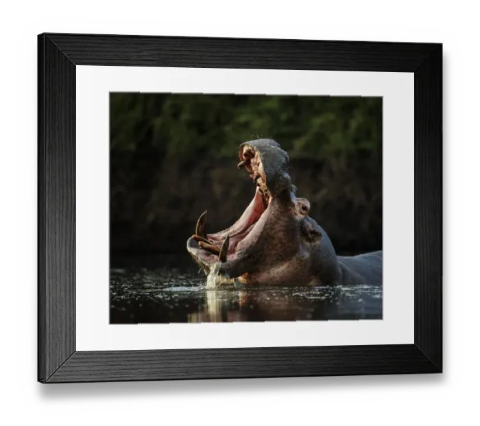 Framed Print : Hippopotamus (Hippopotamus amphibius) in pool with mouth open. Mana Pools National Park, Zimbabwe Framed Print : Hippopotamus (Hippopotamus amphibius) in pool with mouth open. Mana Pools National Park, Zimbabwe