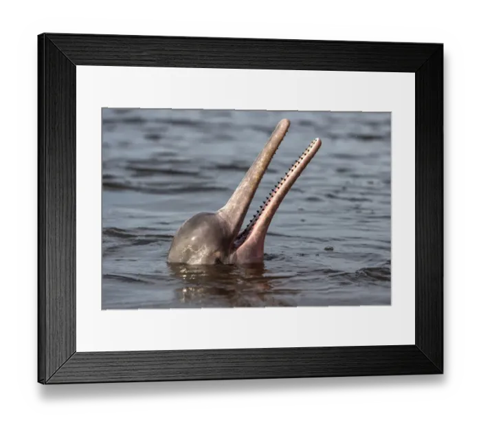 Framed Print : RF - Amazon river dolphin (Inia geoffrensis) at surface, Rio Negro, Manaus, Brazil Framed Print : RF - Amazon river dolphin (Inia geoffrensis) at surface, Rio Negro, Manaus, Brazil