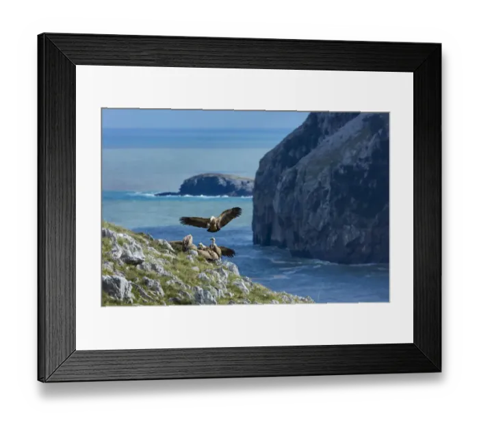 Framed Print : Griffon vulture (Gyps fulvus) landing amongst other vultures on cliff above sea Framed Print : Griffon vulture (Gyps fulvus) landing amongst other vultures on cliff above sea