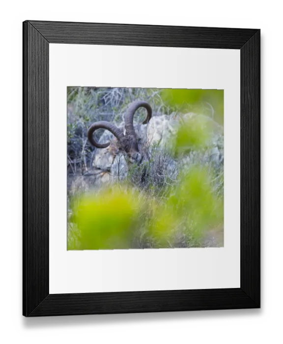 Framed Print : Iberian ibex (Capra pyrenaica) amongst scrub, Cliffs of Maro-Cerro Gordo Natural Area Framed Print : Iberian ibex (Capra pyrenaica) amongst scrub, Cliffs of Maro-Cerro Gordo Natural Area
