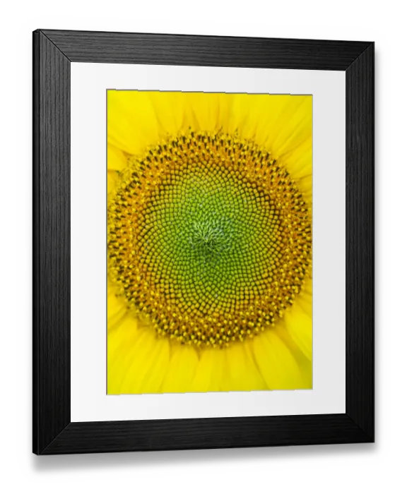 Framed Print : Sunflower (Helianthus annuus), close-up. Sunflower plantation in Cuestahedo, Merindad de Montija Framed Print : Sunflower (Helianthus annuus), close-up. Sunflower plantation in Cuestahedo, Merindad de Montija