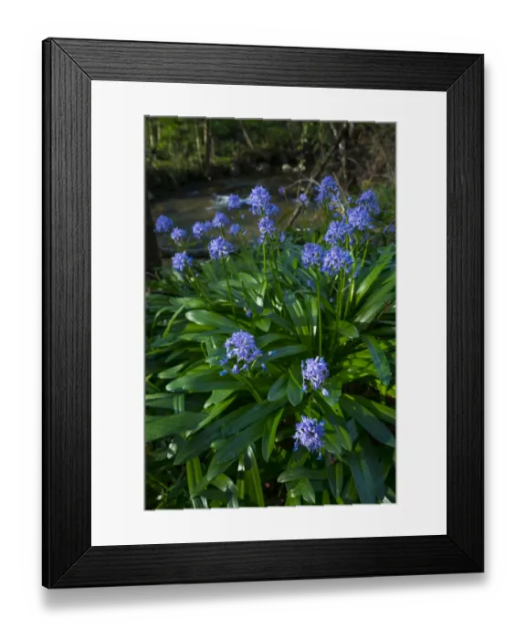 Framed Print : Pyrenean squill (Scilla lilio-hyacinthus), Ibarra, Orozko, Biscay, Basque Country, Spain Framed Print : Pyrenean squill (Scilla lilio-hyacinthus), Ibarra, Orozko, Biscay, Basque Country, Spain
