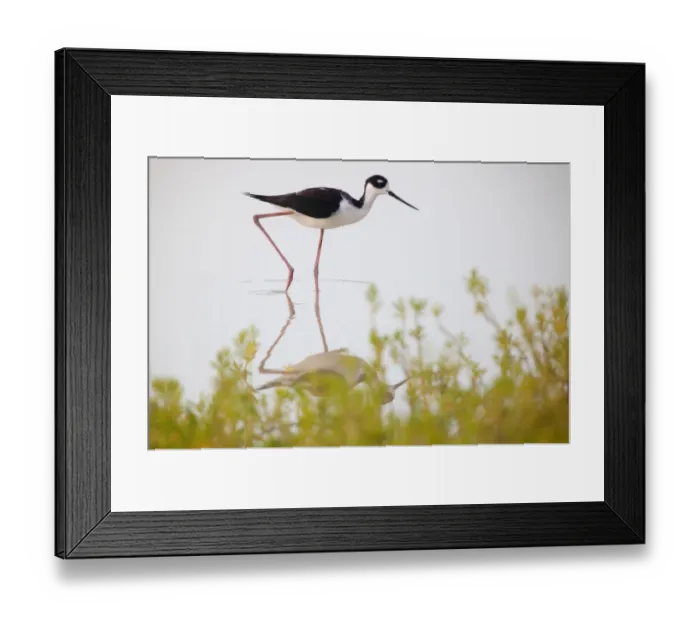 Framed Print : Black-necked Stilt (Himantopus mexicanus) walking, Ria Lagartos Biosphere Reserve