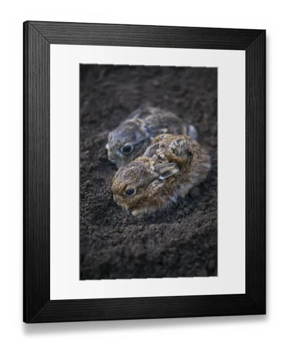 Framed Print : European hare (Lepus europaeus), two leverets crouched in soil. Navarra, Spain. August Framed Print : European hare (Lepus europaeus), two leverets crouched in soil. Navarra, Spain. August