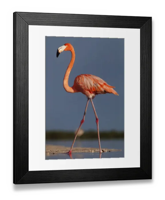 Framed Print : Caribbean flamingo (Phoenicopterus ruber) walking, Ria Lagartos Biosphere Reserve Framed Print : Caribbean flamingo (Phoenicopterus ruber) walking, Ria Lagartos Biosphere Reserve