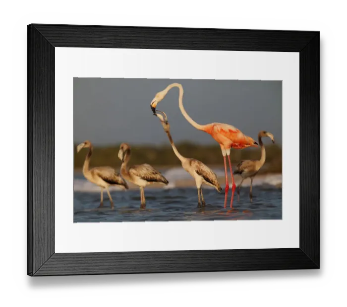 Framed Print : Caribbean flamingo (Phoenicopterus ruber) juvenile begging, Ria Lagartos Biosphere Reserve Framed Print : Caribbean flamingo (Phoenicopterus ruber) juvenile begging, Ria Lagartos Biosphere Reserve