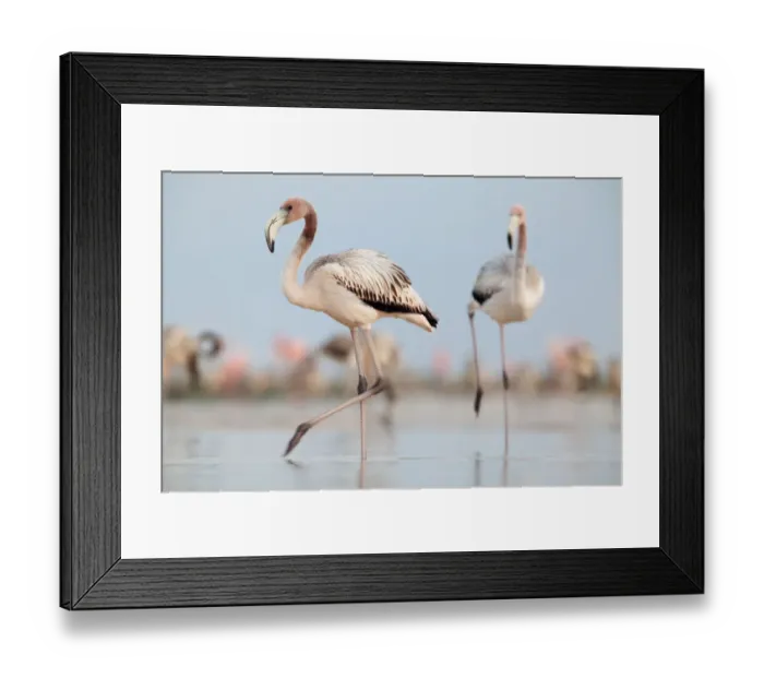 Framed Print : Caribbean Flamingo (Phoenicopterus ruber) juvenile, Ria Lagartos Biosphere Reserve Framed Print : Caribbean Flamingo (Phoenicopterus ruber) juvenile, Ria Lagartos Biosphere Reserve