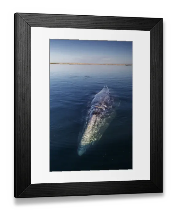 Framed Print : Grey whale (Eschrichtius robustus), Magdalena Bay, Baja California, Mexico, February