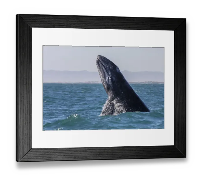 Framed Print : Grey whale (Eschrichtius robustus) breaching, San Ignacio Lagoon, El Vizcaino Biosphere Reserve Framed Print : Grey whale (Eschrichtius robustus) breaching, San Ignacio Lagoon, El Vizcaino Biosphere Reserve
