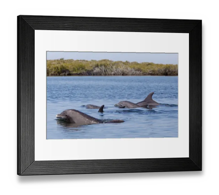 Framed Print : Bottlenose Dolphin (Tursiops truncatus) in mangrove canals, Bahia Magdalena, Baja Framed Print : Bottlenose Dolphin (Tursiops truncatus) in mangrove canals, Bahia Magdalena, Baja