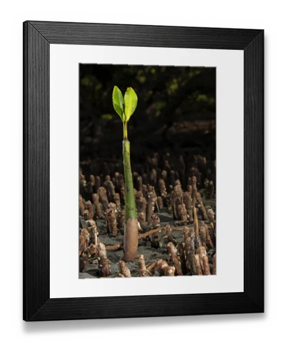 Framed Print : Red Mangrove (Rhizophora mangle) seedling, Bahia Magdalena, Baja California Peninsula Framed Print : Red Mangrove (Rhizophora mangle) seedling, Bahia Magdalena, Baja California Peninsula