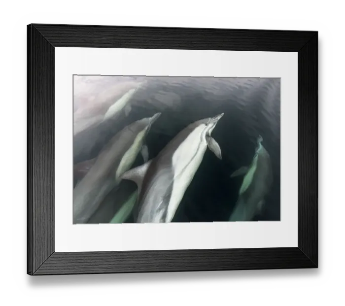 Framed Print : Long Beaked Common Dolphin (Delphinus capensis), Espiritu Santo National Park, Sea of Cortez Framed Print : Long Beaked Common Dolphin (Delphinus capensis), Espiritu Santo National Park, Sea of Cortez