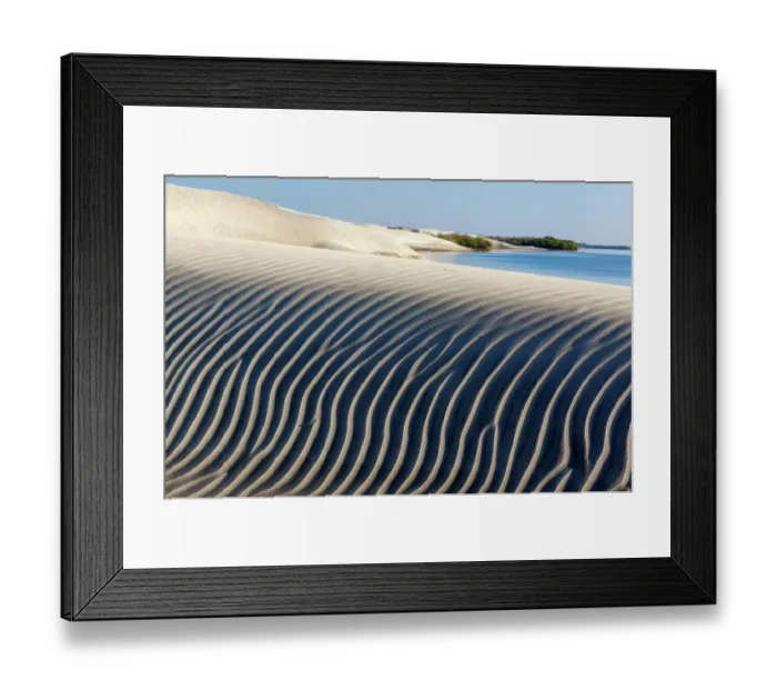 Framed Print : Dune and Red Mangrove (Rhizophora mangle), Bahia Magdalena, Baja California Peninsula, Mexico, June Framed Print : Dune and Red Mangrove (Rhizophora mangle), Bahia Magdalena, Baja California Peninsula, Mexico, June