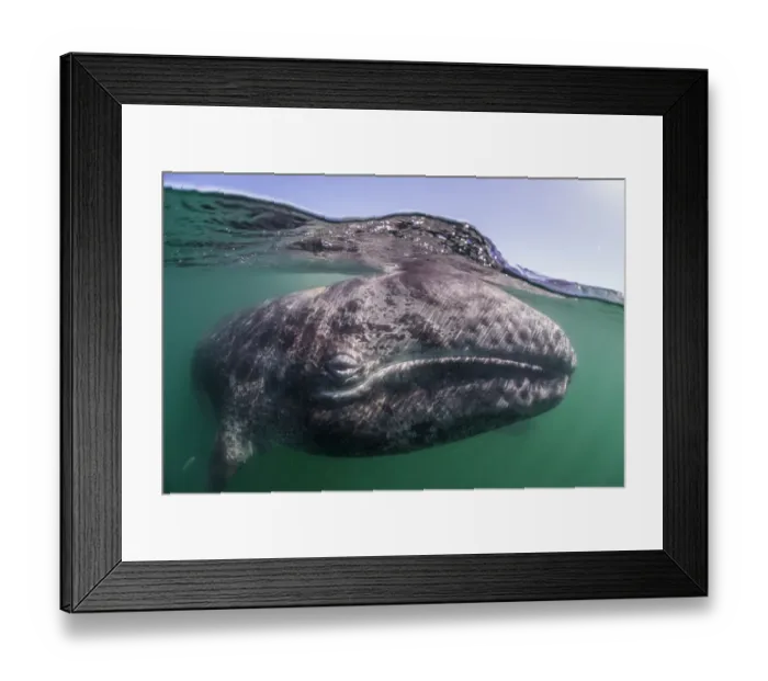 Framed Print : Grey whale (Eschrichtius robustus) calf, San Ignacio Lagoon, El Vizcaino Biosphere Reserve Framed Print : Grey whale (Eschrichtius robustus) calf, San Ignacio Lagoon, El Vizcaino Biosphere Reserve