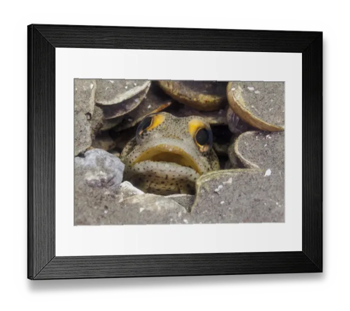 Framed Print : Finespotted Jawfish (Opistognathus punctatus), Bahia Magdalena, Baja California Peninsula Framed Print : Finespotted Jawfish (Opistognathus punctatus), Bahia Magdalena, Baja California Peninsula