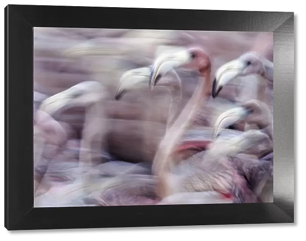 Blurred motion image of Caribbean flamingo (Phoenicopterus ruber) juveniles, captured to be tagged