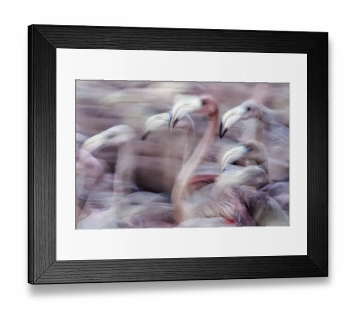 Framed Print : Blurred motion image of Caribbean flamingo (Phoenicopterus ruber) juveniles, captured to be tagged