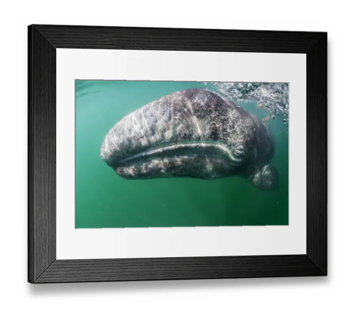 Framed Print : Tourist touching Grey whale (Eschrichtius robustus) calf, San Ignacio Lagoon, El Framed Print : Tourist touching Grey whale (Eschrichtius robustus) calf, San Ignacio Lagoon, El