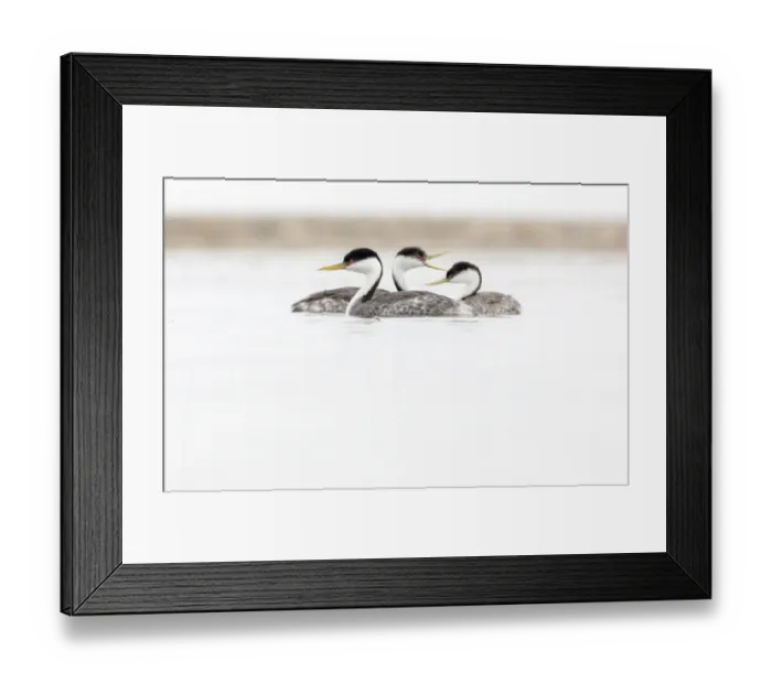Framed Print : Western Grebe (Aechmophorus occidentalis) swimming, Guerrero Negro, El Vizcaino Biosphere Reserve Framed Print : Western Grebe (Aechmophorus occidentalis) swimming, Guerrero Negro, El Vizcaino Biosphere Reserve