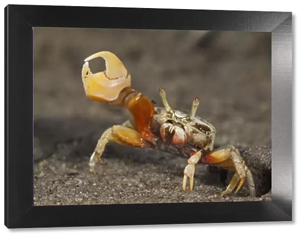 Princely fiddler crab (Uca princeps), Bahia Magdalena, Baja California Peninsula