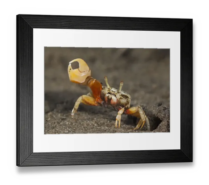 Framed Print : Princely fiddler crab (Uca princeps), Bahia Magdalena, Baja California Peninsula