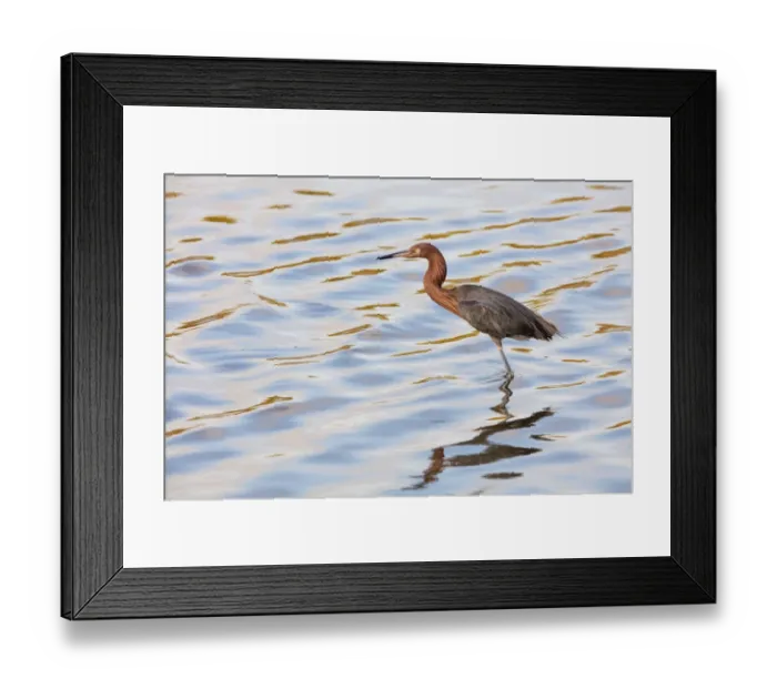 Framed Print : Snowy Egret (Egretta thula), Guerrero Negro, El Vizcaino Biosphere Reserve, Baja California Framed Print : Snowy Egret (Egretta thula), Guerrero Negro, El Vizcaino Biosphere Reserve, Baja California