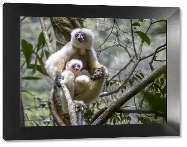 Silky sifaka (Propithecus candidus), female with baby sitting in rainforest understorey