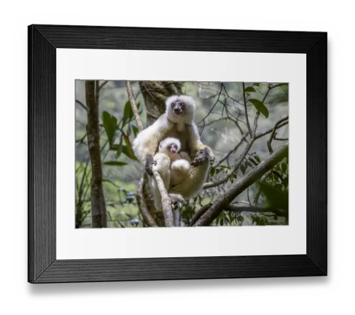 Framed Print : Silky sifaka (Propithecus candidus), female with baby sitting in rainforest understorey Framed Print : Silky sifaka (Propithecus candidus), female with baby sitting in rainforest understorey