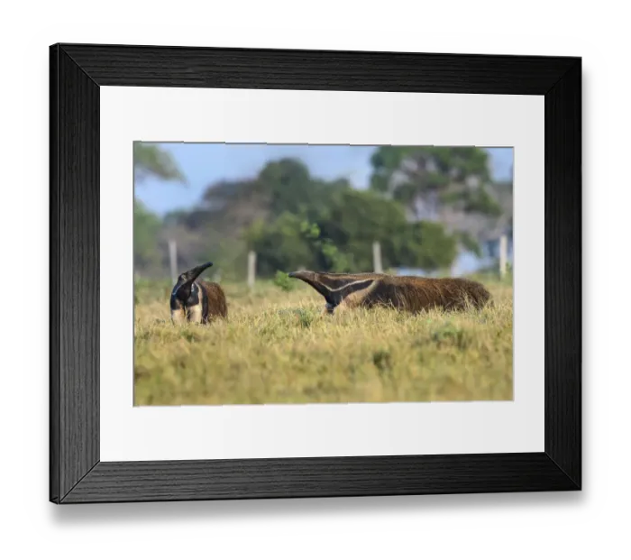 Framed Print : Giant Anteater (Myrmecophaga tridactyla), two sniffing air in savanna. Caiman Ecological Refuge Framed Print : Giant Anteater (Myrmecophaga tridactyla), two sniffing air in savanna. Caiman Ecological Refuge