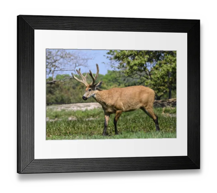 Framed Print : Marsh deer (Blastocerus dichotomus), stag. Pousada Araras, northern Pantanal, Mato Grosso, Brazil Framed Print : Marsh deer (Blastocerus dichotomus), stag. Pousada Araras, northern Pantanal, Mato Grosso, Brazil