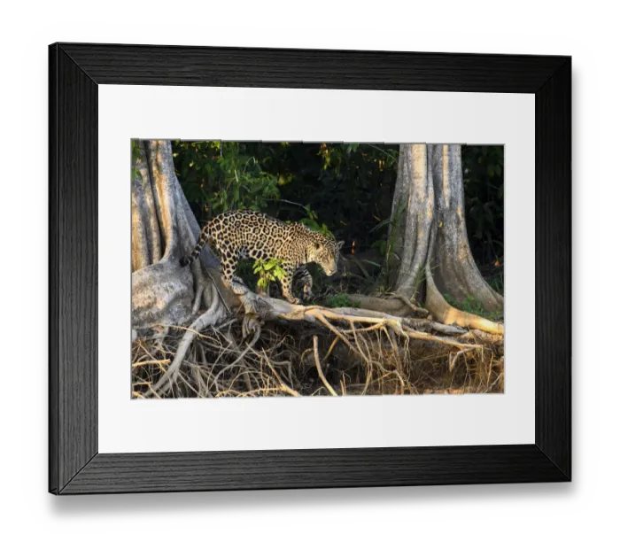 Framed Print : Jaguar (Panthera onca palustris), male hunting amongst tree roots at edge of the Cuiaba River Framed Print : Jaguar (Panthera onca palustris), male hunting amongst tree roots at edge of the Cuiaba River