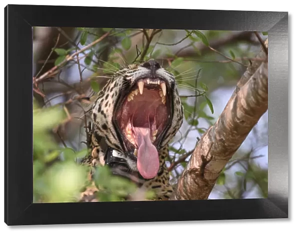 Jaguar (Panthera onca palustris) female yawning with mouth wide open, wearing Oncafari
