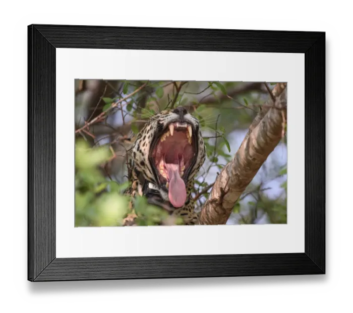 Framed Print : Jaguar (Panthera onca palustris) female yawning with mouth wide open, wearing Oncafari Framed Print : Jaguar (Panthera onca palustris) female yawning with mouth wide open, wearing Oncafari