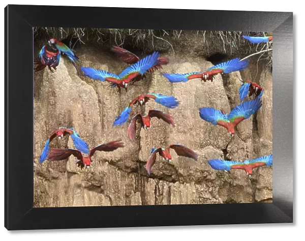 Red-and-green macaw (Ara chloropterus) flock flying in front of clay lick