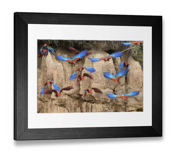 Framed Print : Red-and-green macaw (Ara chloropterus) flock flying in front of clay lick