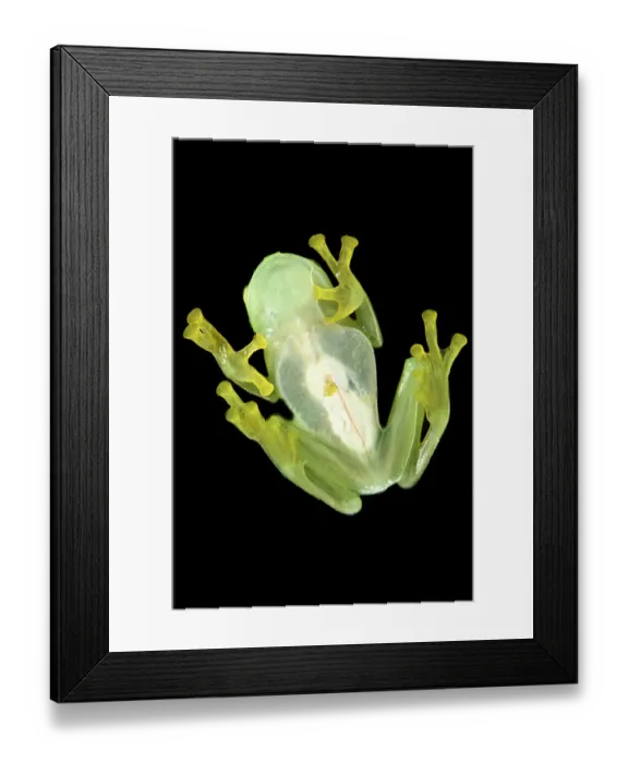 Framed Print : Bell glass frog (Cochranella nola) from below, photographed on a pane of glass in Framed Print : Bell glass frog (Cochranella nola) from below, photographed on a pane of glass in