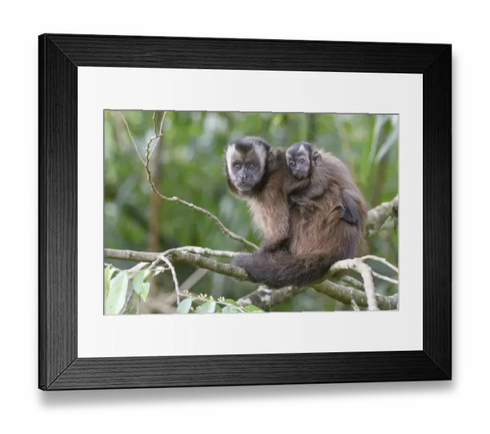Framed Print : Tufted / Brown capuchin (Cebus apella), female with baby on back, sitting in tree Framed Print : Tufted / Brown capuchin (Cebus apella), female with baby on back, sitting in tree