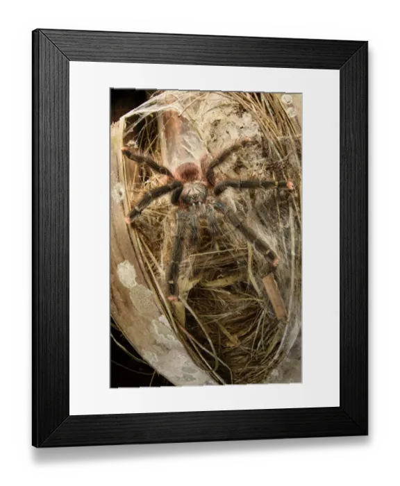 Framed Print : Pink-toed tarantula (Avicularia avicularia), female waiting in ambush outside daytime Framed Print : Pink-toed tarantula (Avicularia avicularia), female waiting in ambush outside daytime